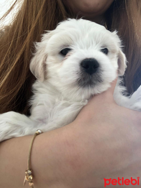 Maltese, Köpek  g fotoğrafı