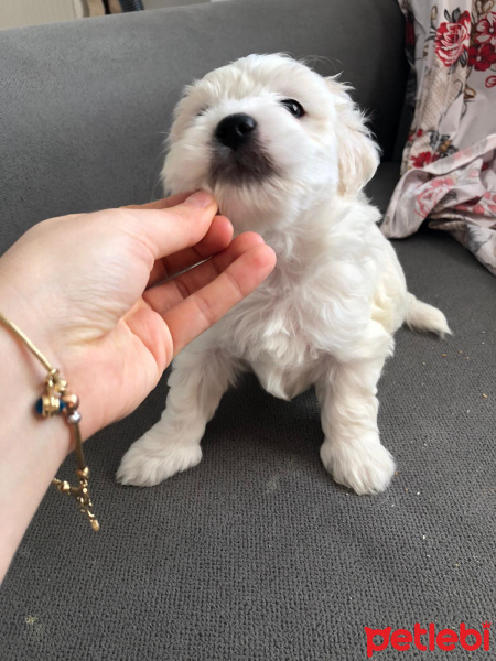 Maltese, Köpek  g fotoğrafı