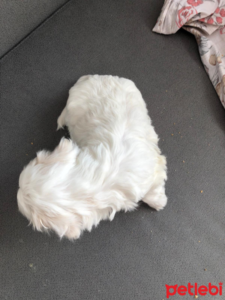 Maltese, Köpek  g fotoğrafı