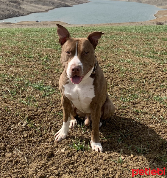Amerikan Pitbull Terrier, Köpek  Ares fotoğrafı