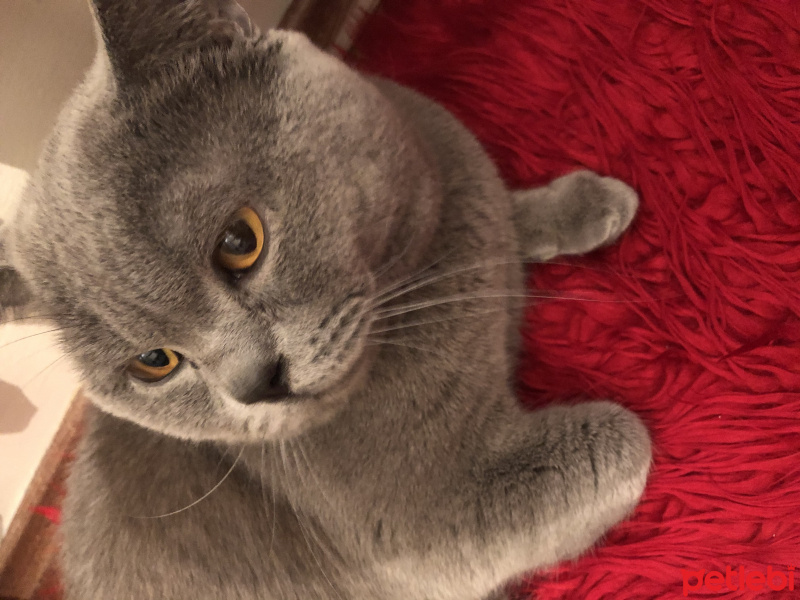 British Shorthair, Kedi  Paşa fotoğrafı