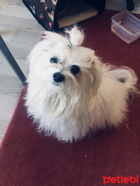 Maltese, Köpek  Pamuk fotoğrafı