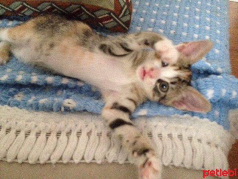 Tekir Kedi, Kedi  Dylan fotoğrafı