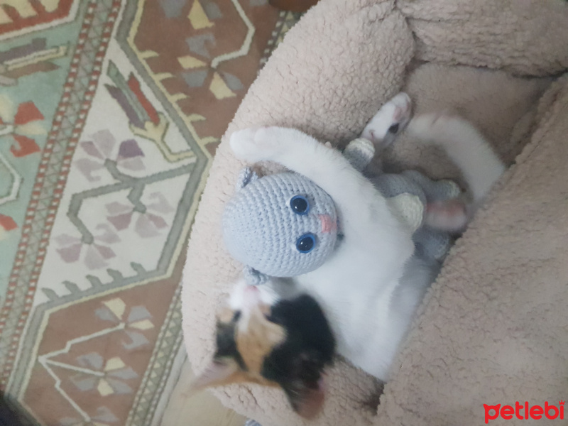 Tekir Kedi, Kedi  Şila fotoğrafı