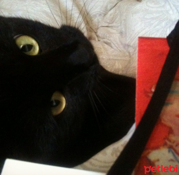 Tekir Kedi, Kedi  Pluto fotoğrafı