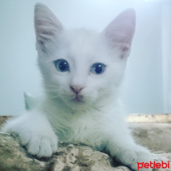 Van Kedisi, Kedi  Naze fotoğrafı