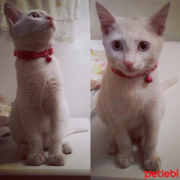 Van Kedisi, Kedi  Naze fotoğrafı