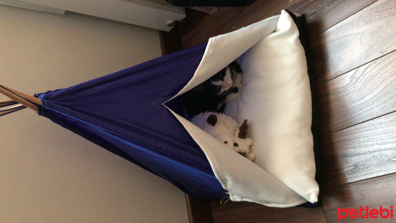 Tuxedo (Smokin) Kedi, Kedi  Loki fotoğrafı