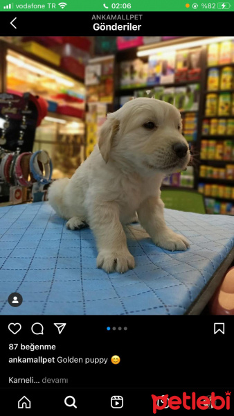 Golden Retriever, Köpek  Badi fotoğrafı