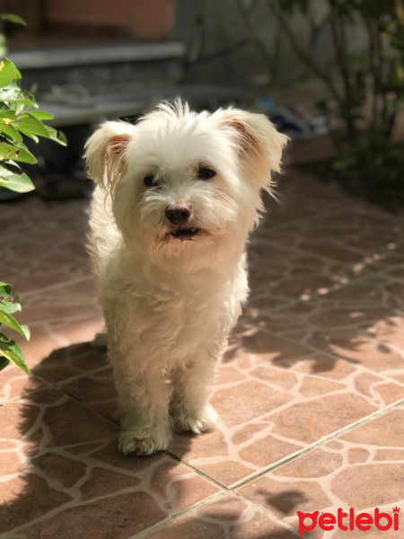 Maltese, Köpek  Ares fotoğrafı