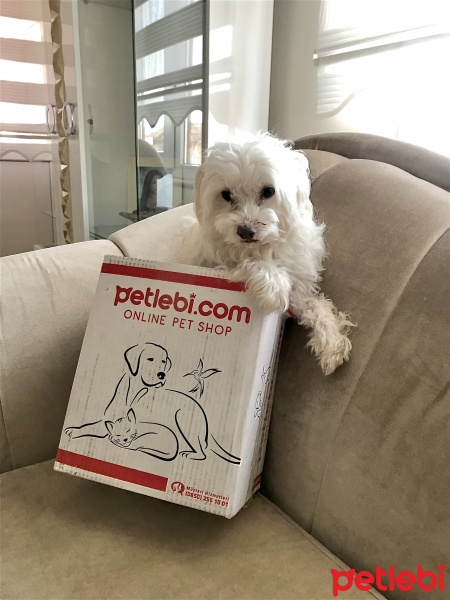 Maltese, Köpek  Ares fotoğrafı
