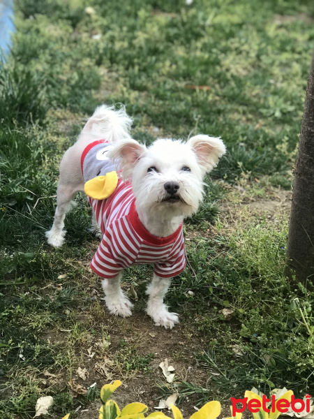 Maltese, Köpek  Ares fotoğrafı