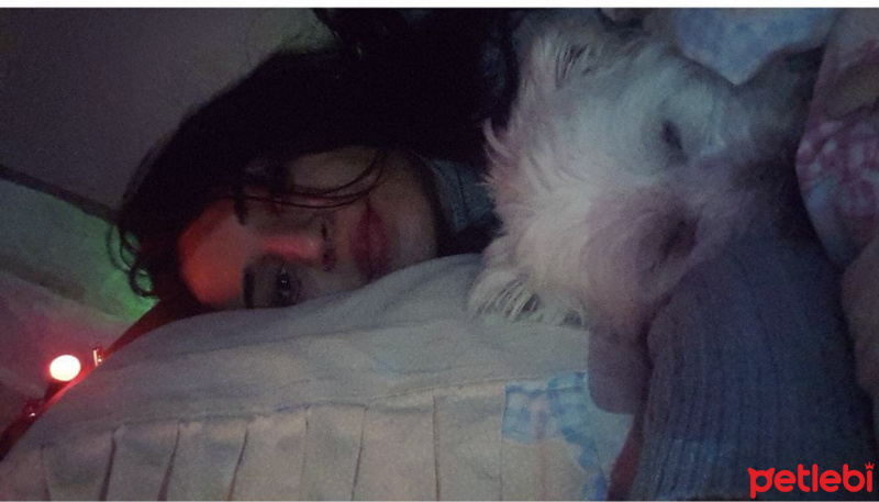 Maltese, Köpek  Ares fotoğrafı