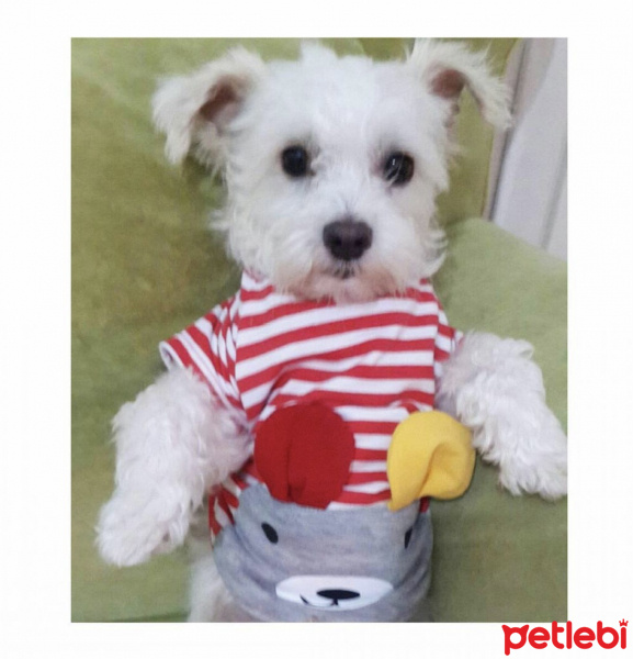 Maltese, Köpek  Ares fotoğrafı