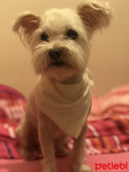 Maltese, Köpek  Ares fotoğrafı