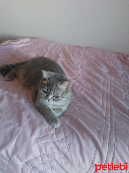 British Shorthair, Kedi  Duman fotoğrafı