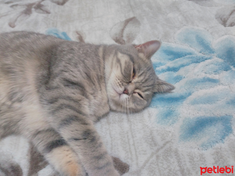 British Shorthair, Kedi  Duman fotoğrafı