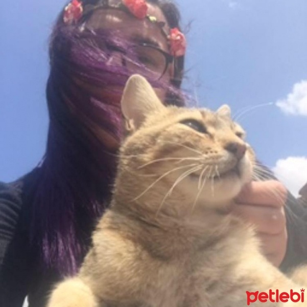 Tekir Kedi, Kedi  Hasan fotoğrafı