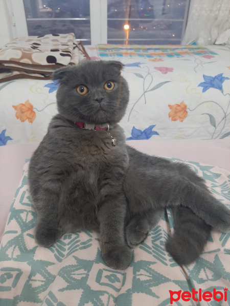 Scottish Fold, Kedi  Mila fotoğrafı