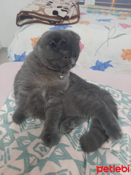 Scottish Fold, Kedi  Mila fotoğrafı