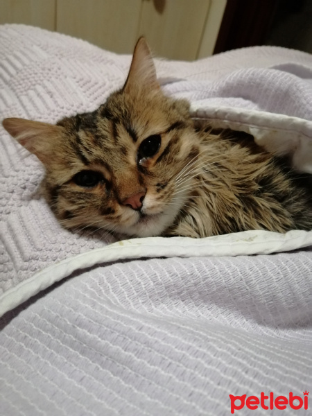 Tekir Kedi, Kedi  Köpük fotoğrafı