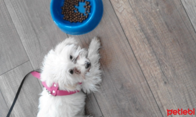 Maltese, Köpek  quin fotoğrafı