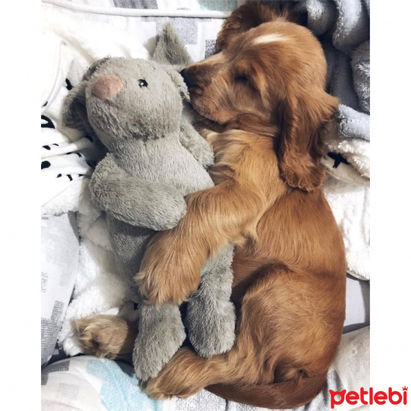 Amerikan Cocker Spaniel, Köpek  Cookie fotoğrafı
