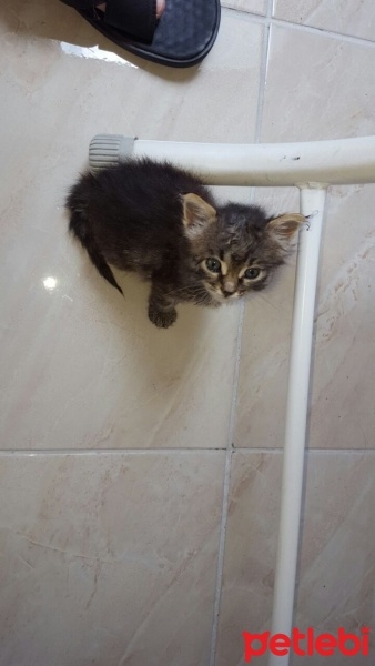 American Curl, Kedi  Sokak kedisi fotoğrafı