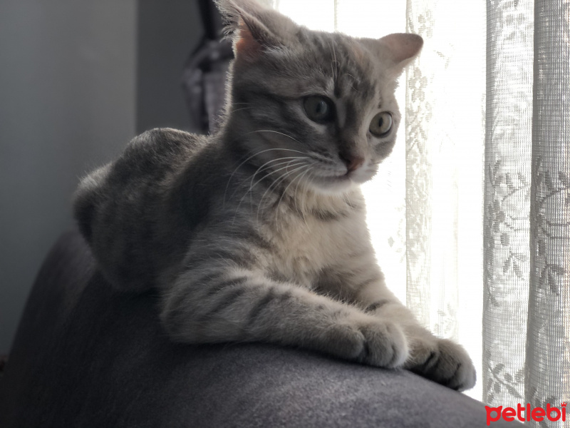 Tekir Kedi, Kedi  Tekir-British kırma fotoğrafı