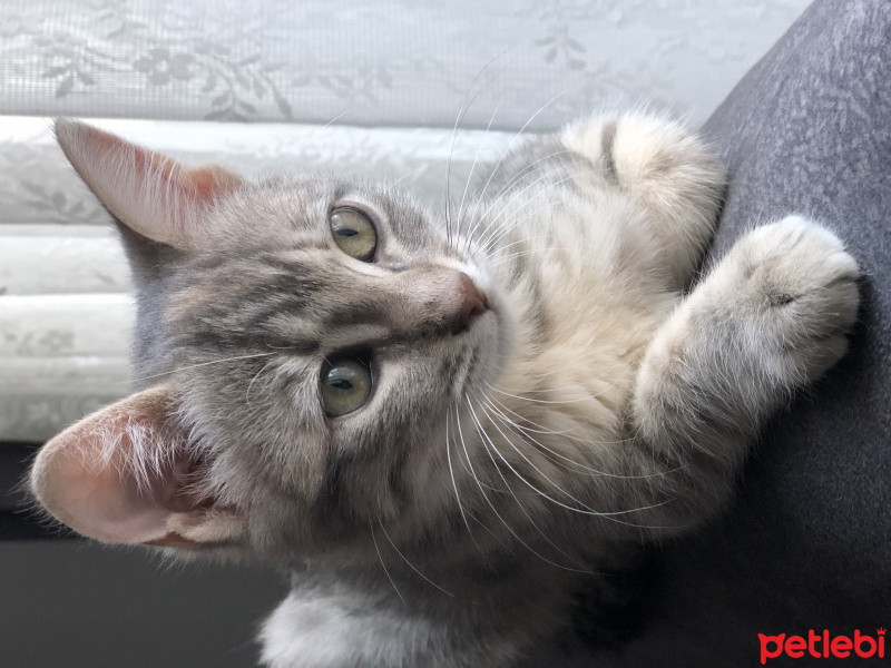 Tekir Kedi, Kedi  Tekir-British kırma fotoğrafı