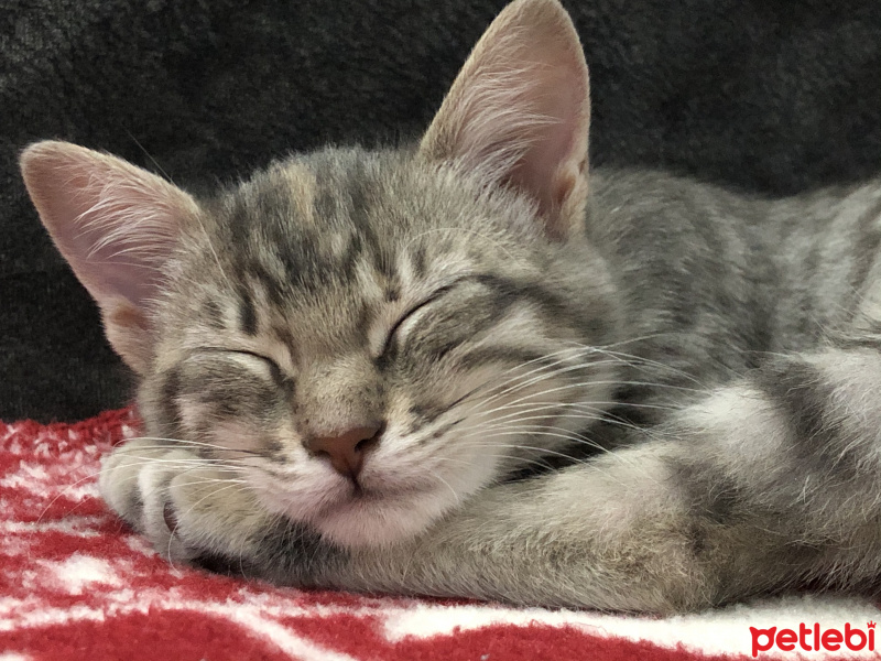 Tekir Kedi, Kedi  Tekir-British kırma fotoğrafı