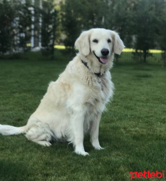 Golden Retriever, Köpek  Megi fotoğrafı