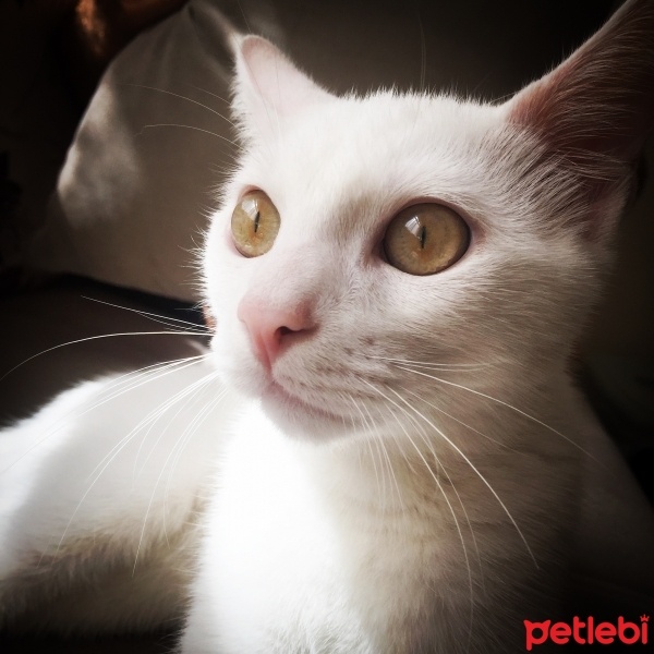 Ankara Kedisi, Kedi  Peynir fotoğrafı