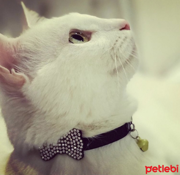 Ankara Kedisi, Kedi  Mia fotoğrafı
