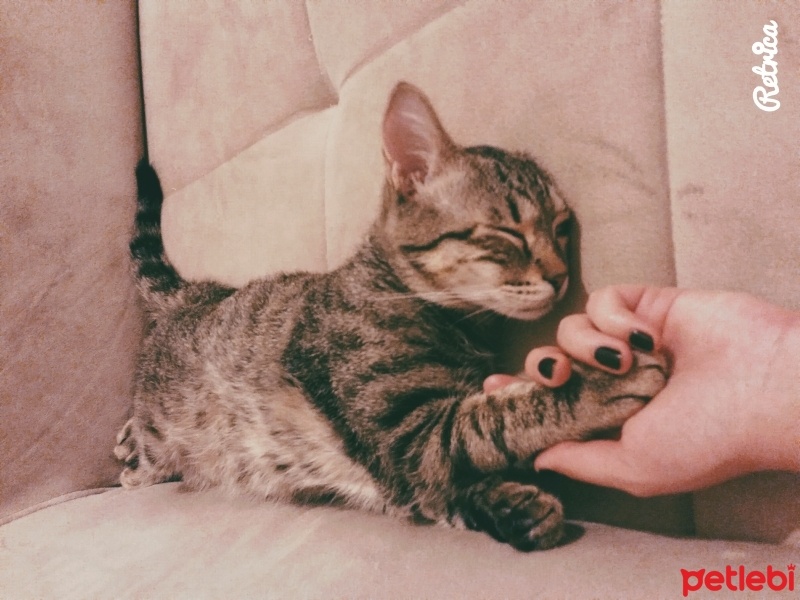 British Shorthair, Kedi  Misket fotoğrafı