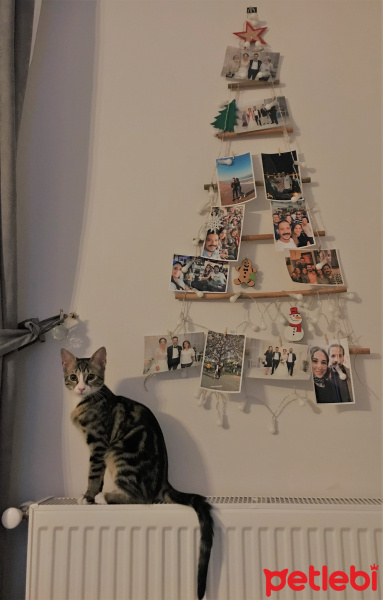 Tekir Kedi, Kedi  Leo fotoğrafı