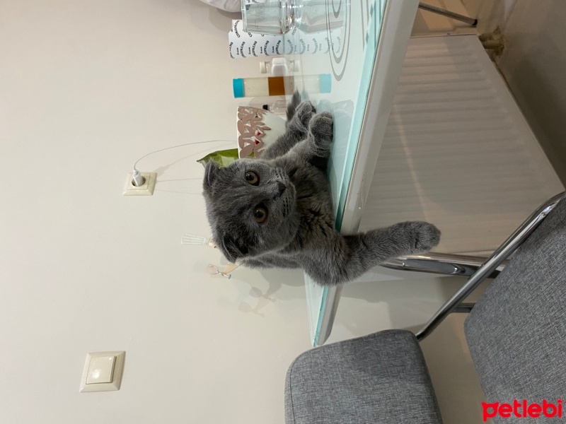 Scottish Fold, Kedi  Luna fotoğrafı