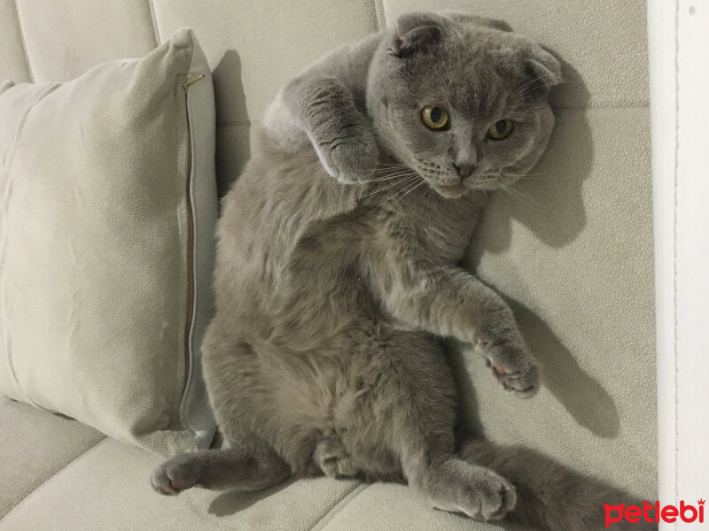 Scottish Fold, Kedi  buffy fotoğrafı