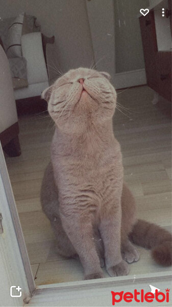 Scottish Fold, Kedi  buffy fotoğrafı