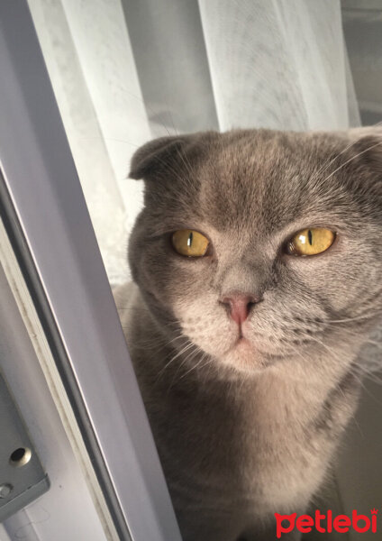 Scottish Fold, Kedi  buffy fotoğrafı