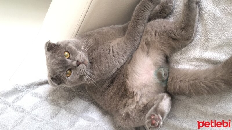 Scottish Fold, Kedi  buffy fotoğrafı