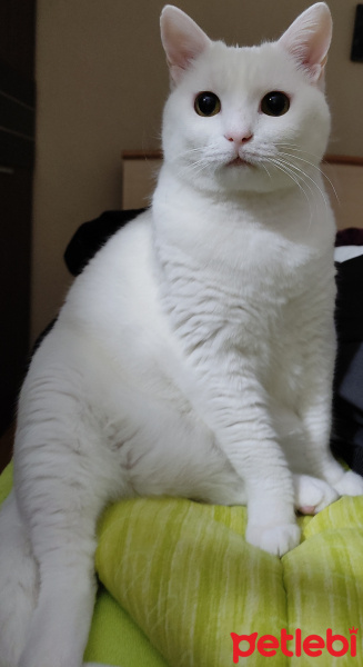 Van Kedisi, Kedi  Arya fotoğrafı
