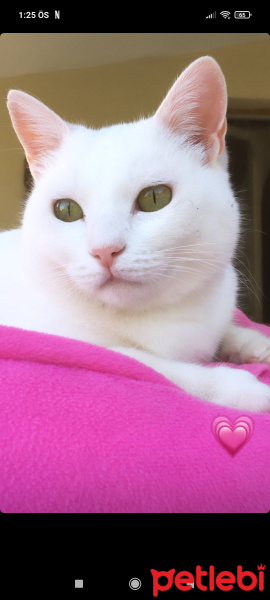 Van Kedisi, Kedi  Arya fotoğrafı
