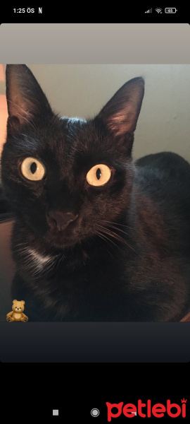 Bombay, Kedi  Ares fotoğrafı