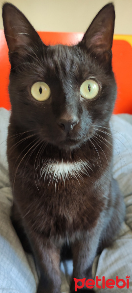 Bombay, Kedi  Ares fotoğrafı