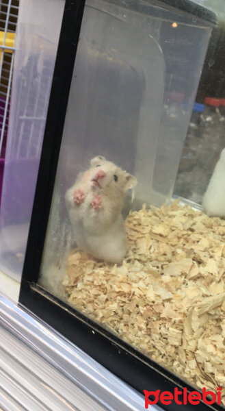 Hamster, Kemirgen  Köpük fotoğrafı