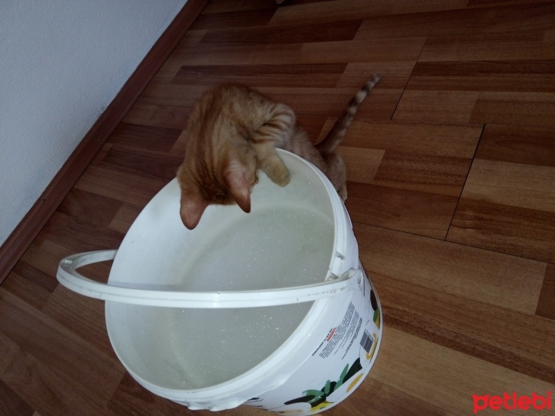 Tekir Kedi, Kedi  Şans fotoğrafı