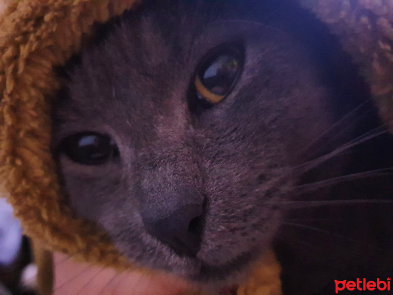 Mavi Rus, Kedi  MISSCAT fotoğrafı