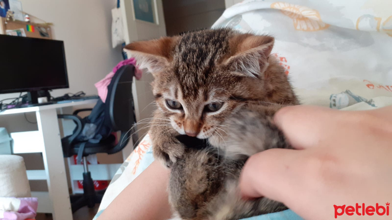 Tekir Kedi, Kedi  Luna fotoğrafı