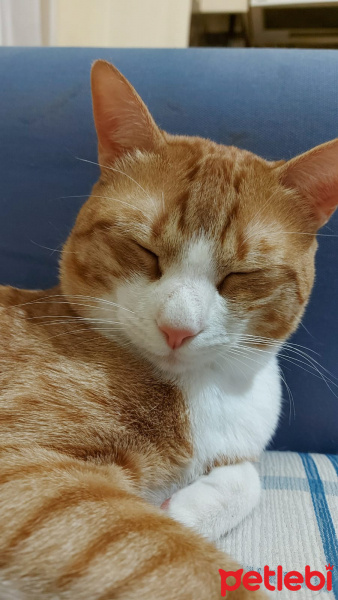 Sarman, Kedi  Bunny fotoğrafı